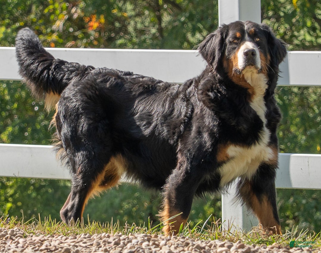 Bernese Mountain Dog dogs for sale: Cambria - Ad 4