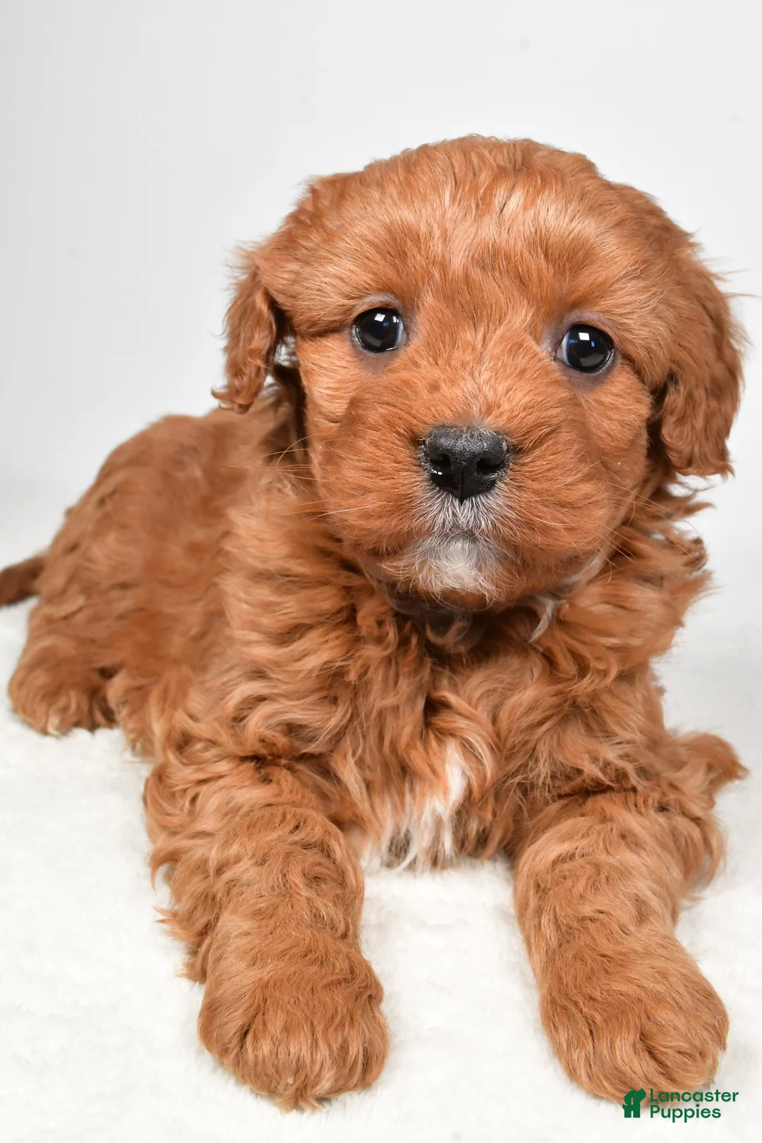 Mini Goldendoodle dogs for sale: Bella - Ad 5