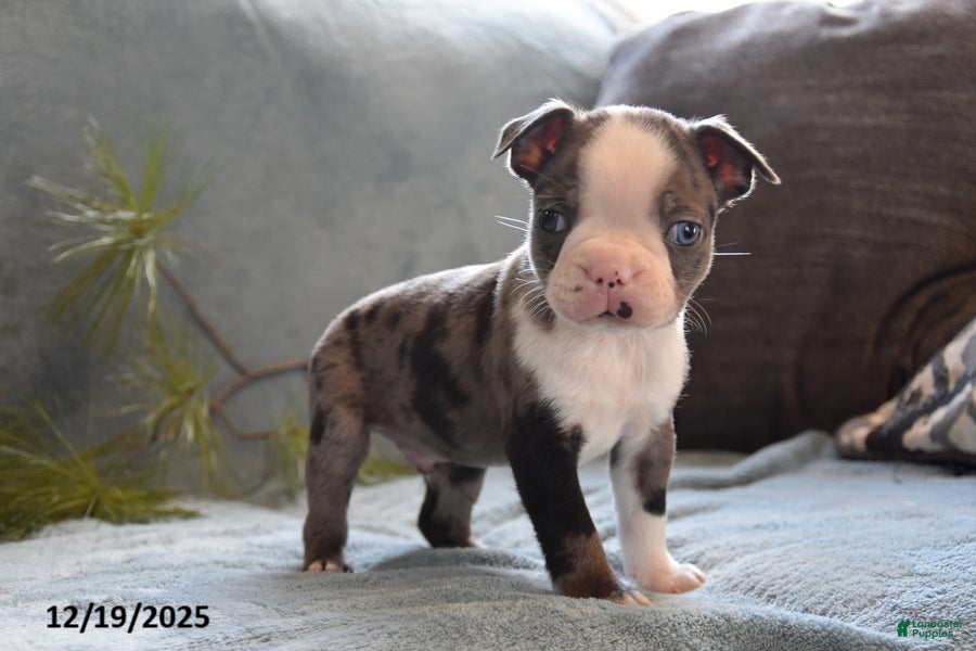 Boston Terrier dogs Tucker - Ad 16