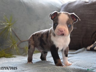 Boston Terrier dogs Tucker - Ad 10