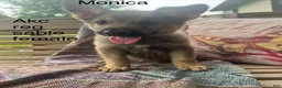 German Shepherd dogs for sale: Monica  - Ad 3