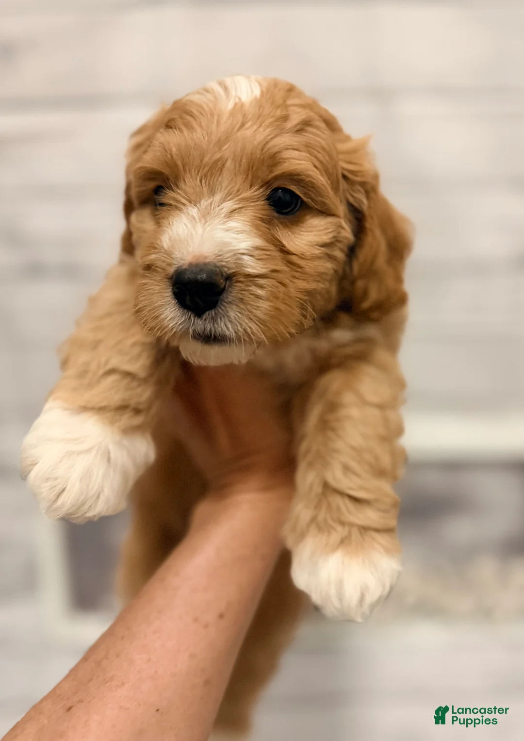 Mini Goldendoodle dogs for sale: Mini Goldendoodle Puppy 1 - Ad 1