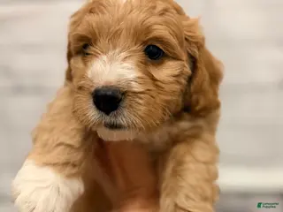 Mini Goldendoodle dogs for sale: Mini Goldendoodle Puppy 1 - Ad 2
