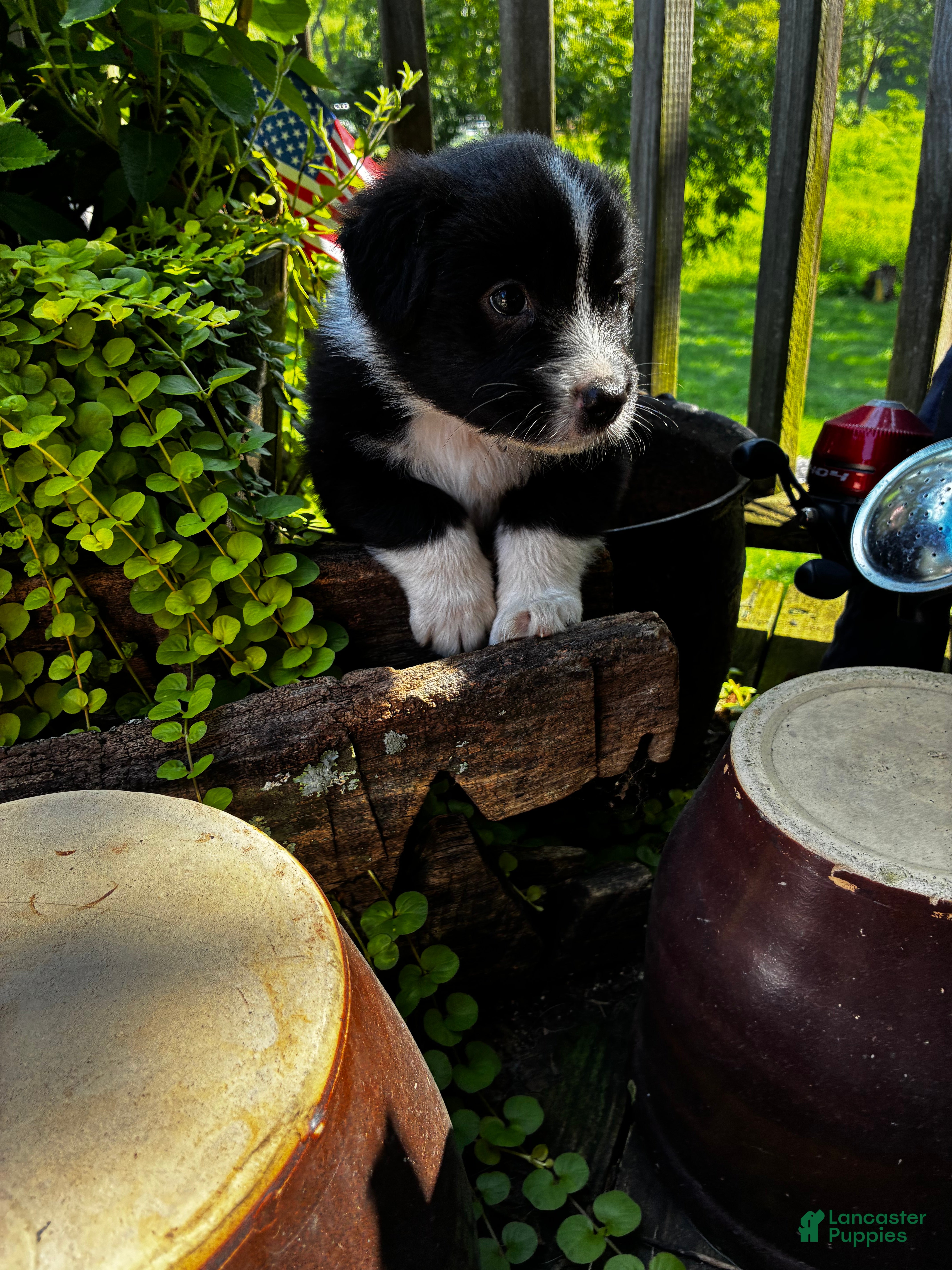 Australian Shepherd dogs Australian Shepherd 3 - Ad 6