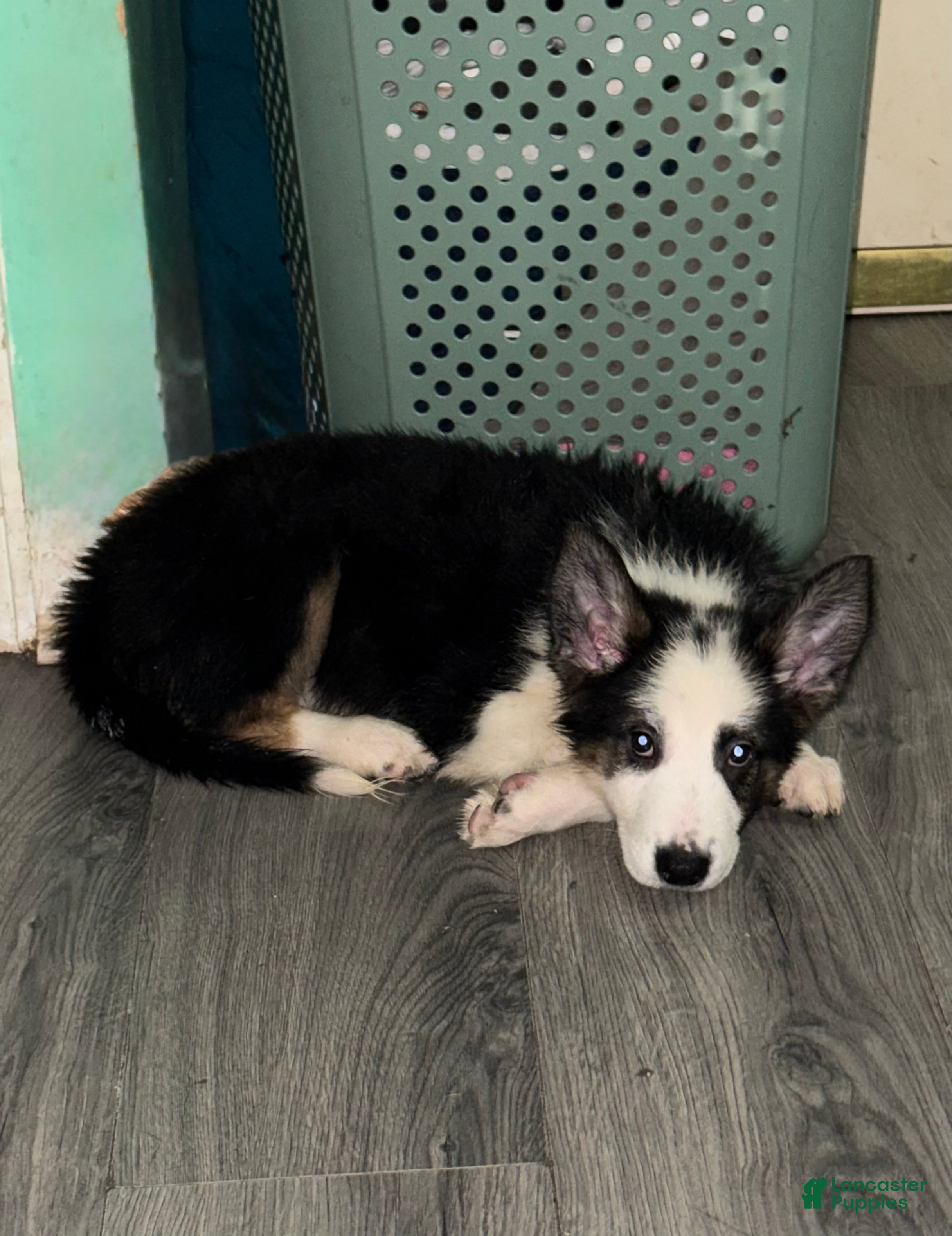 German Shepherd dogs Grinch  - Ad 1