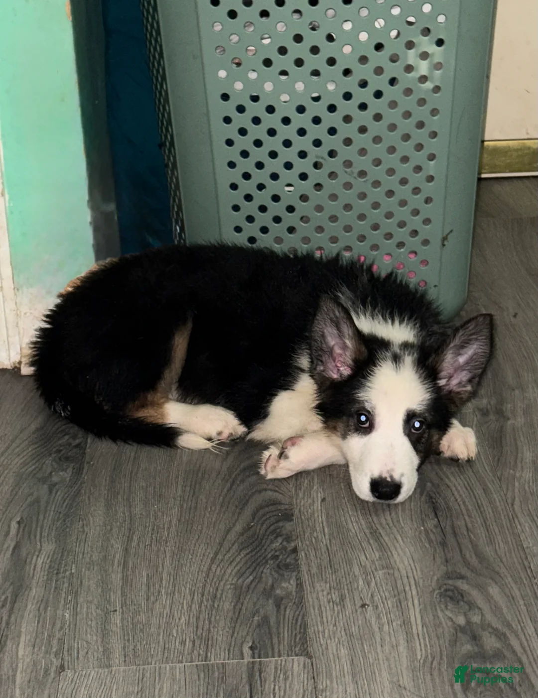 German Shepherd dogs for sale: Grinch  - Ad 1