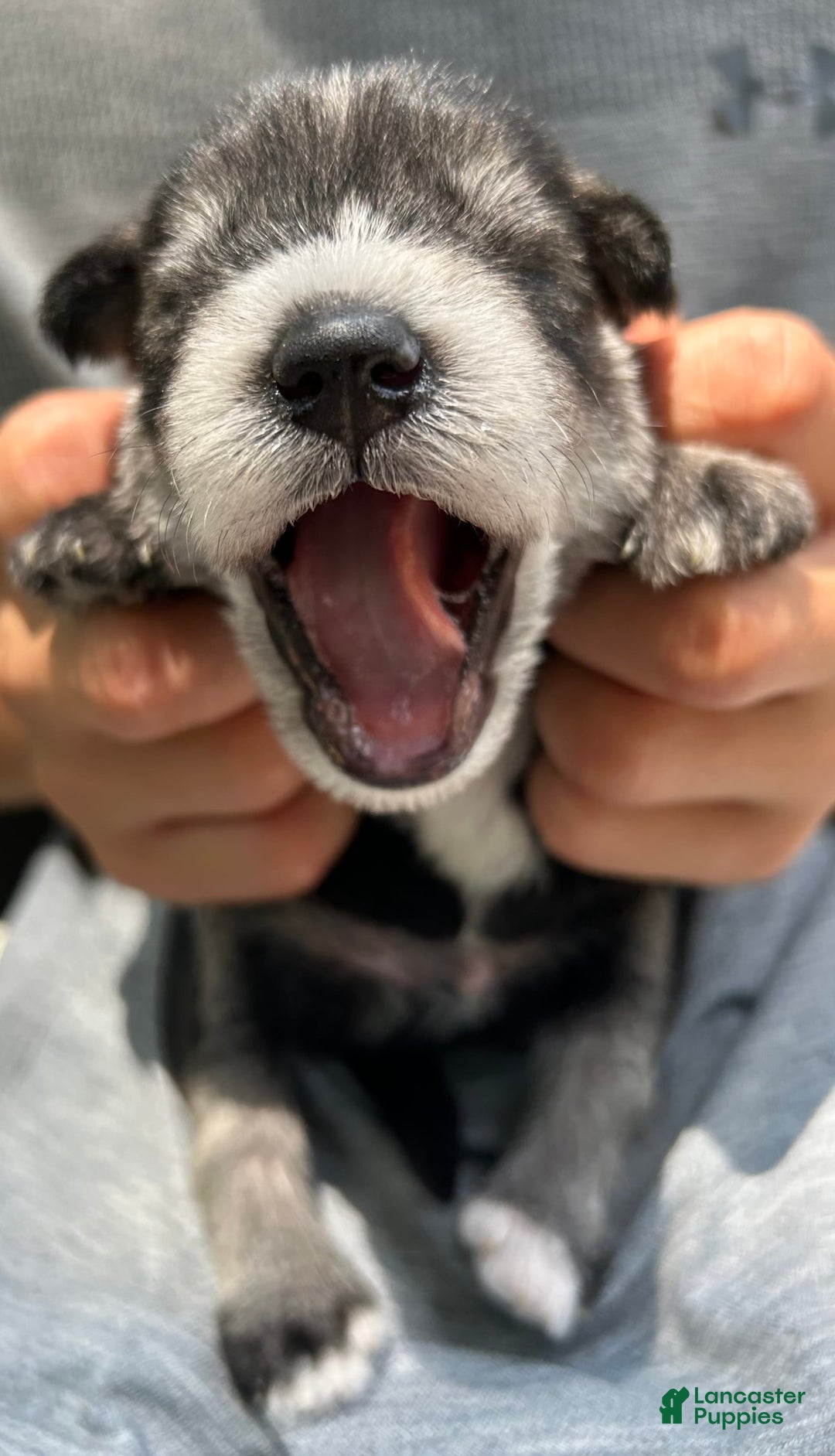 Miniature Schnauzer dogs for sale: Bernie - Ad 4