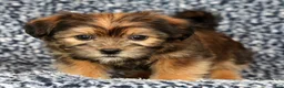 Shorkie dogs for sale: Simpkins - Ad 1