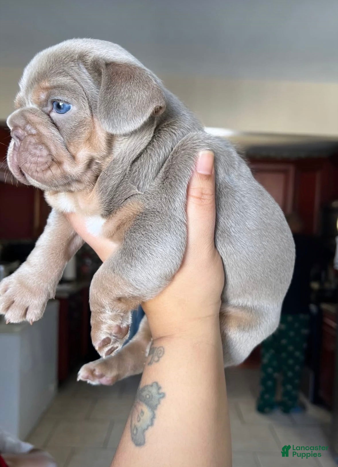 French Bulldog dogs French Bulldog Puppy 2 - Ad 3