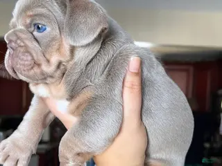 French Bulldog dogs French Bulldog Puppy 2 - Ad 3