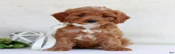 Cavapoo dogs for sale: Nova  - Ad 3