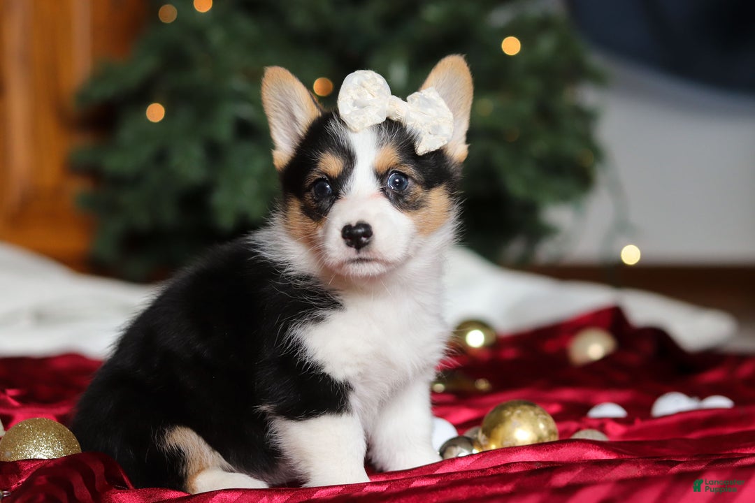 Welsh Corgi Pembroke dogs for sale: Angel - Ad 4