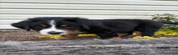 Bernese Mountain Dog dogs for sale: Sash - Ad 4