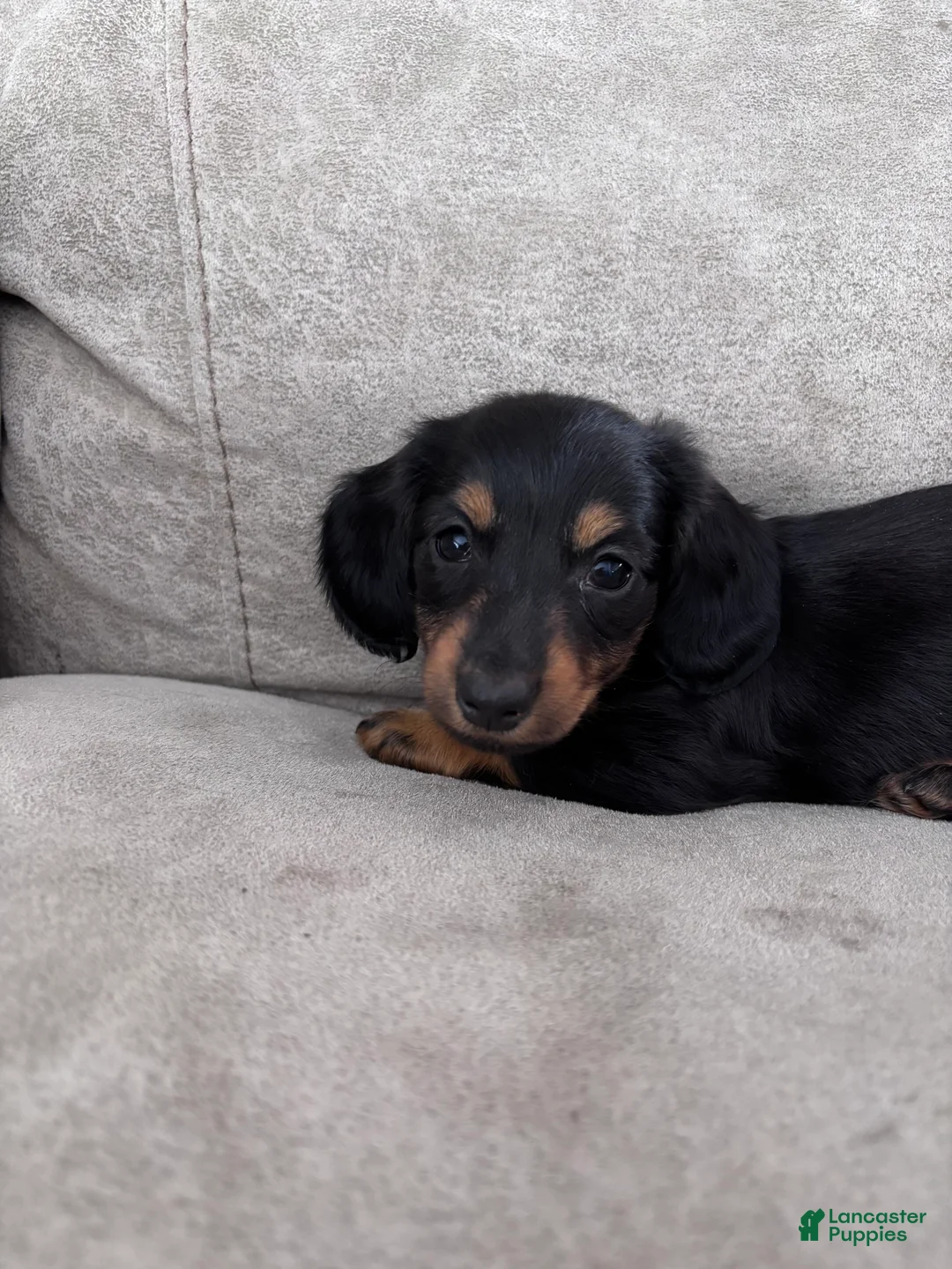 Miniature Dachshund dogs for sale: Cricket - Ad 6