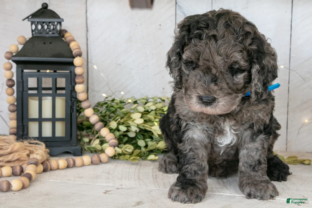 Miniature Labradoodle dogs for sale: Toby - Ad 3