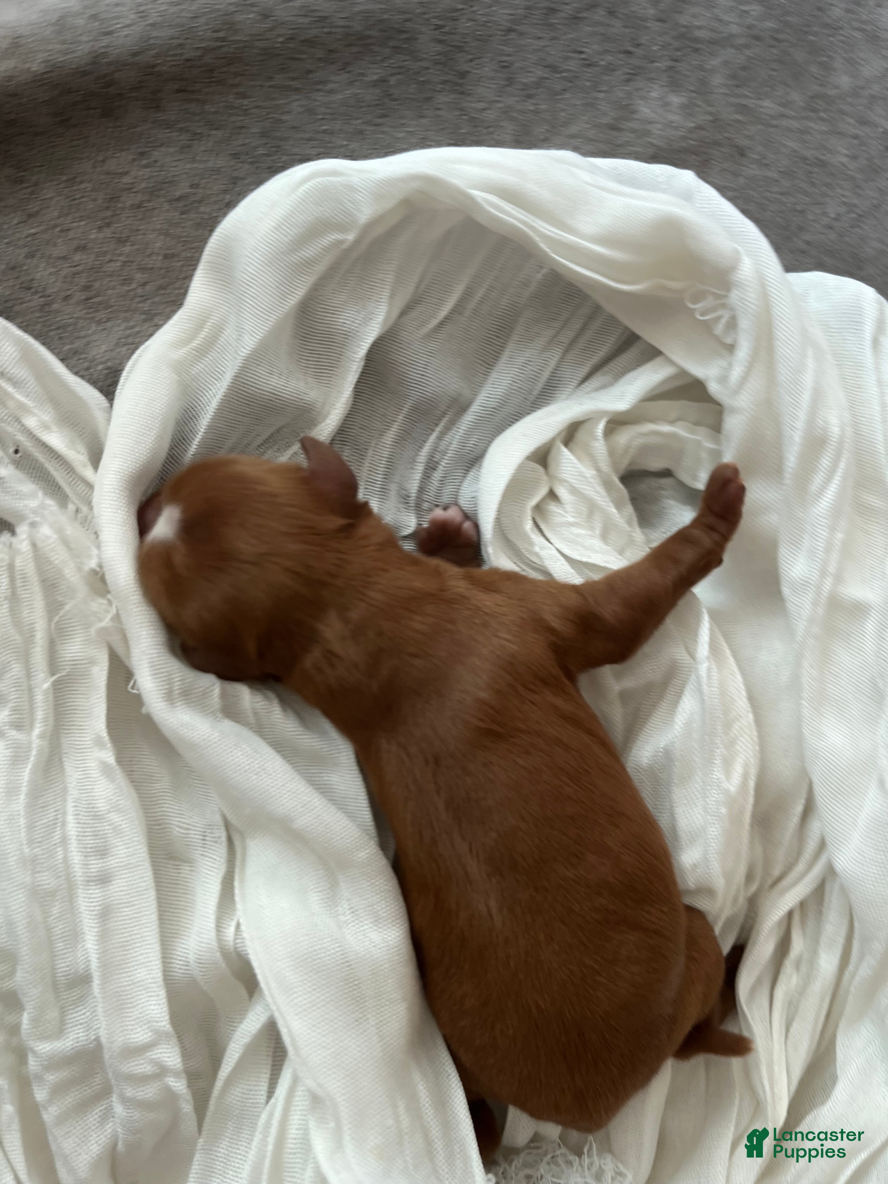 Cavapoo dogs Cider - Ad 28