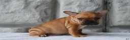 French Bulldog dogs for sale: Sadie - Ad 2