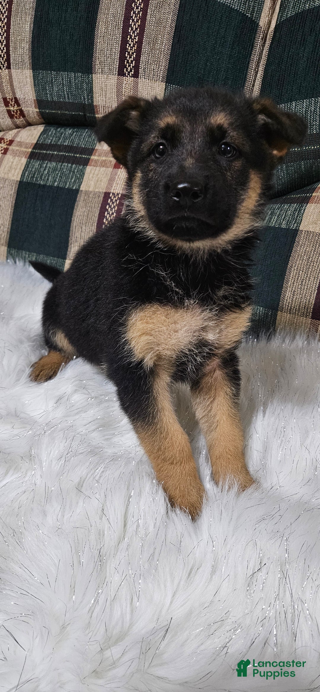 German Shepherd dogs for sale: Bella - Ad 8