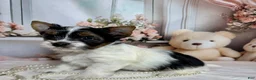 Biewer Terrier dogs for sale: Harley  - Ad 3