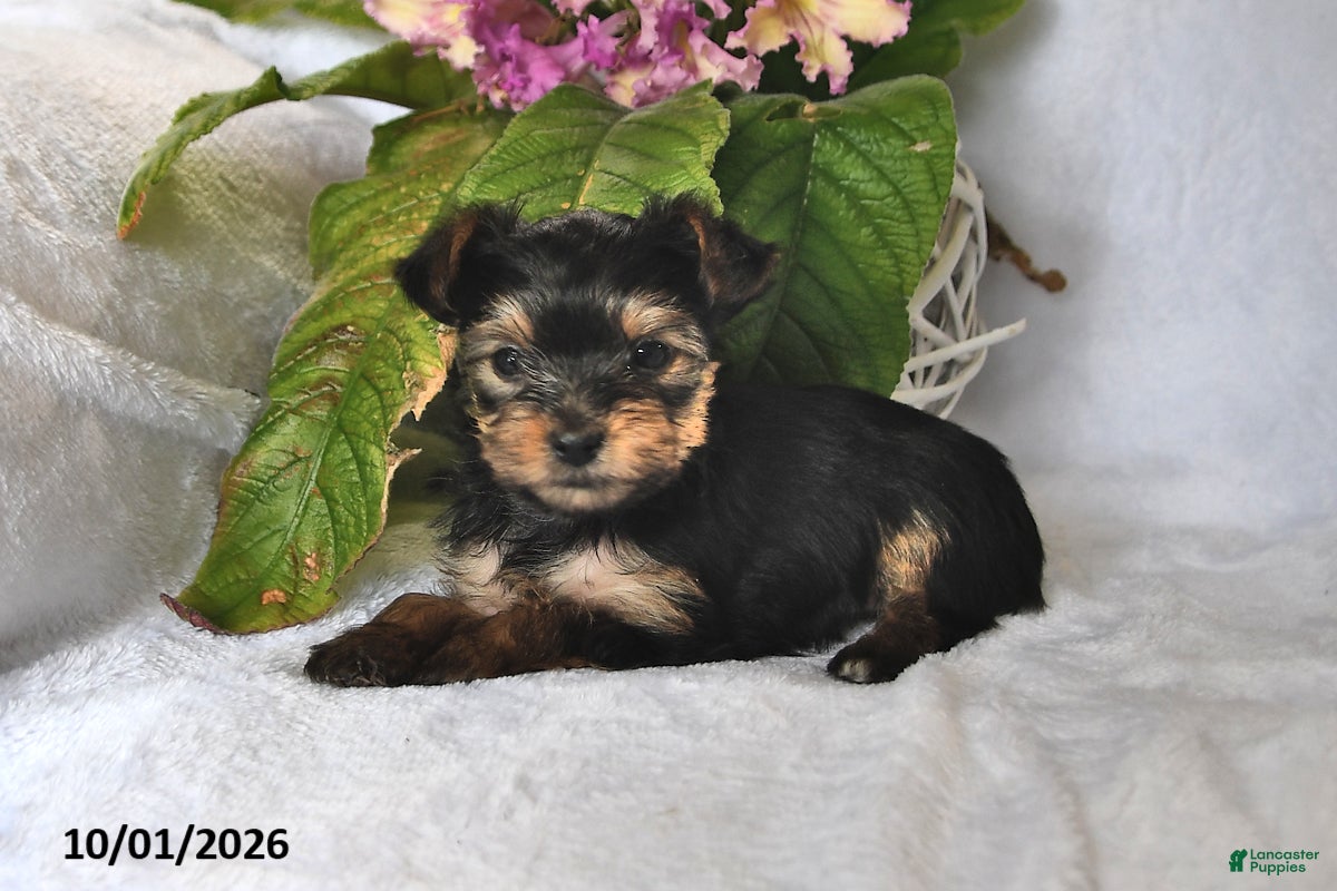 Yorkshire Terrier dogs Twinkles - Ad 1