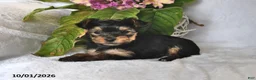 Yorkshire Terrier dogs for sale: Twinkles - Ad 1