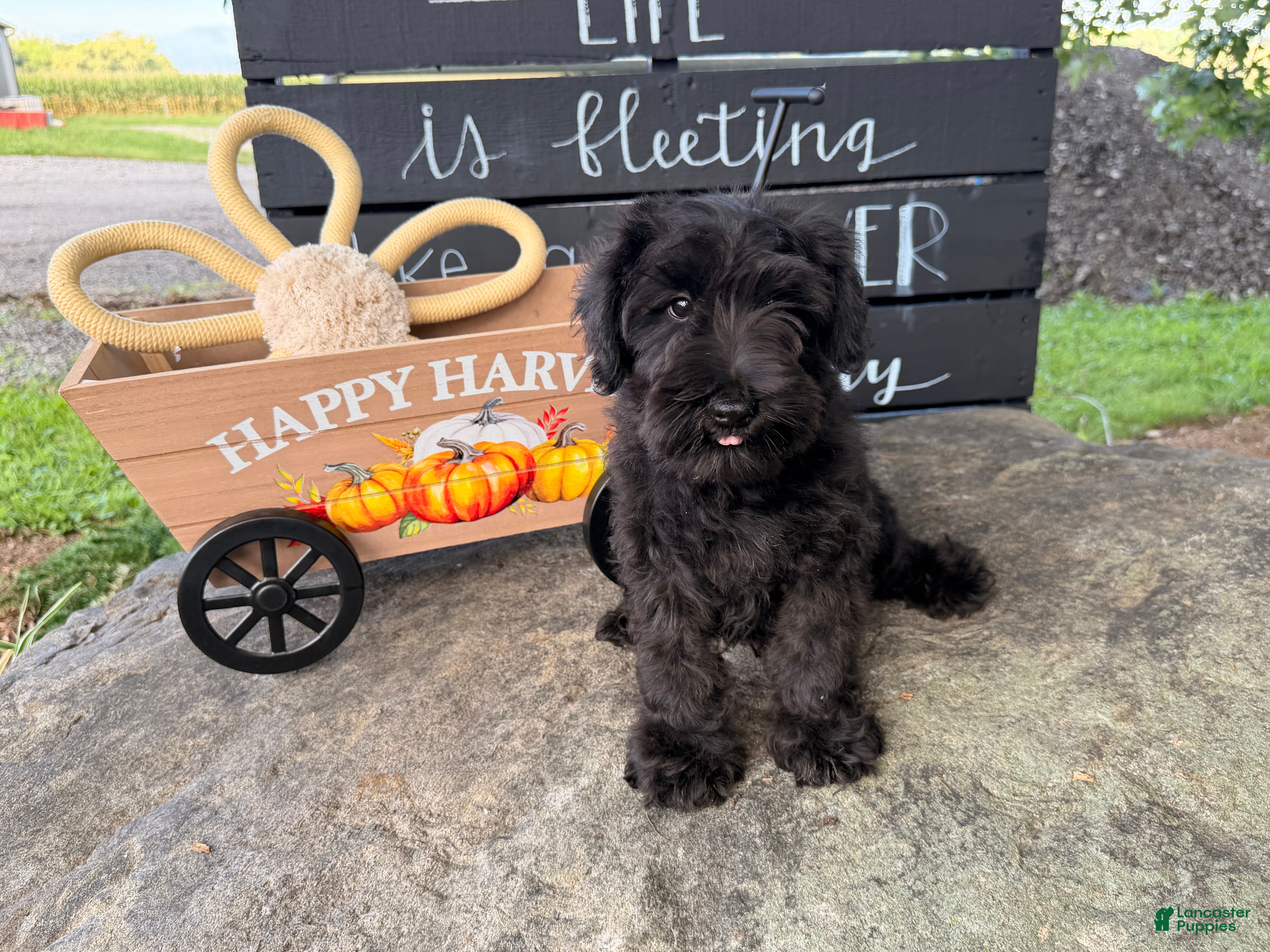Miniature Schnauzer dogs Ryan Miniature Schnauzer  - Ad 2