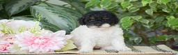 Miniature Poodle dogs for sale: Hannah - Ad 3