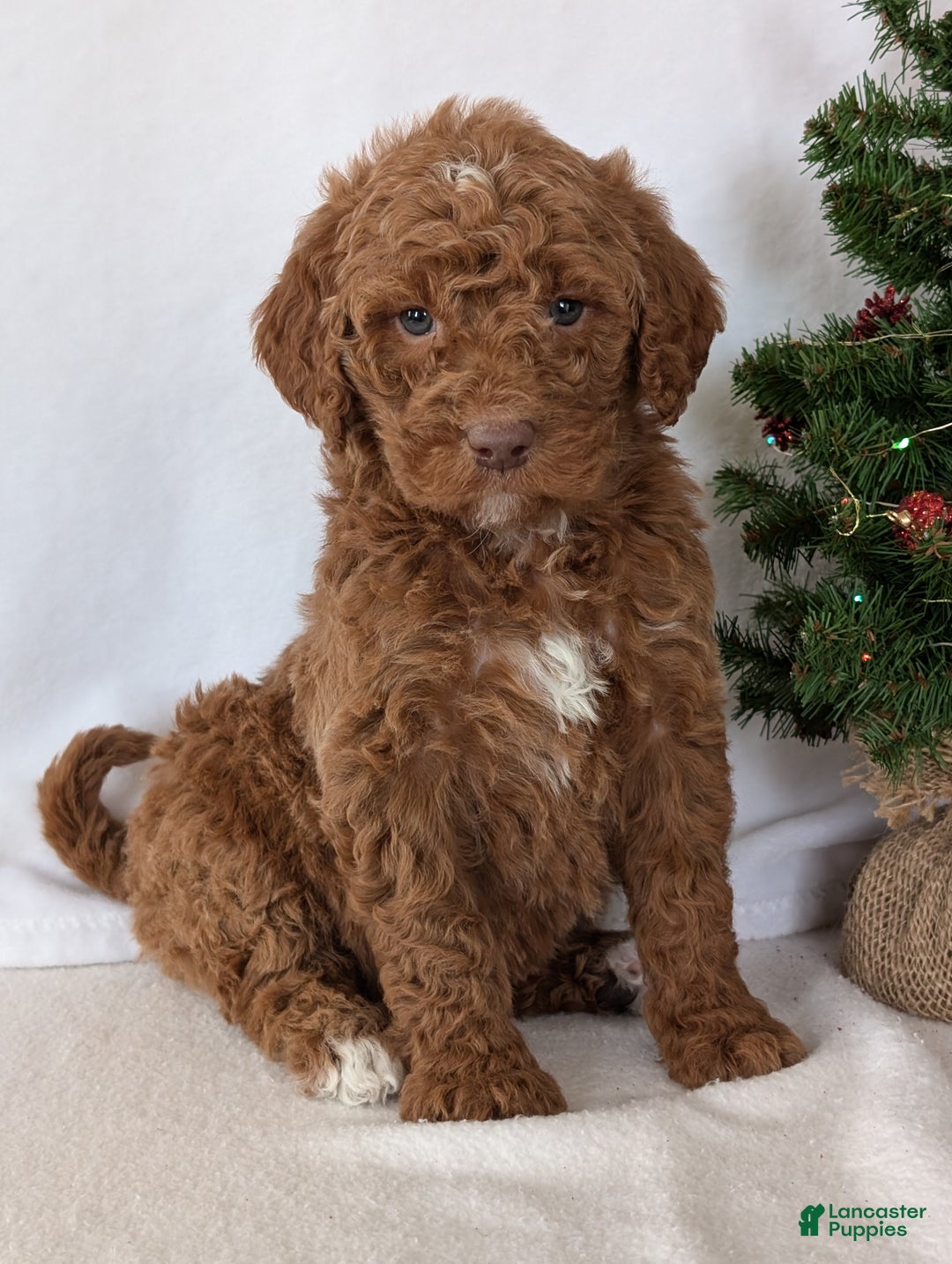 Goldendoodle dogs for sale: Porter  - Ad 6