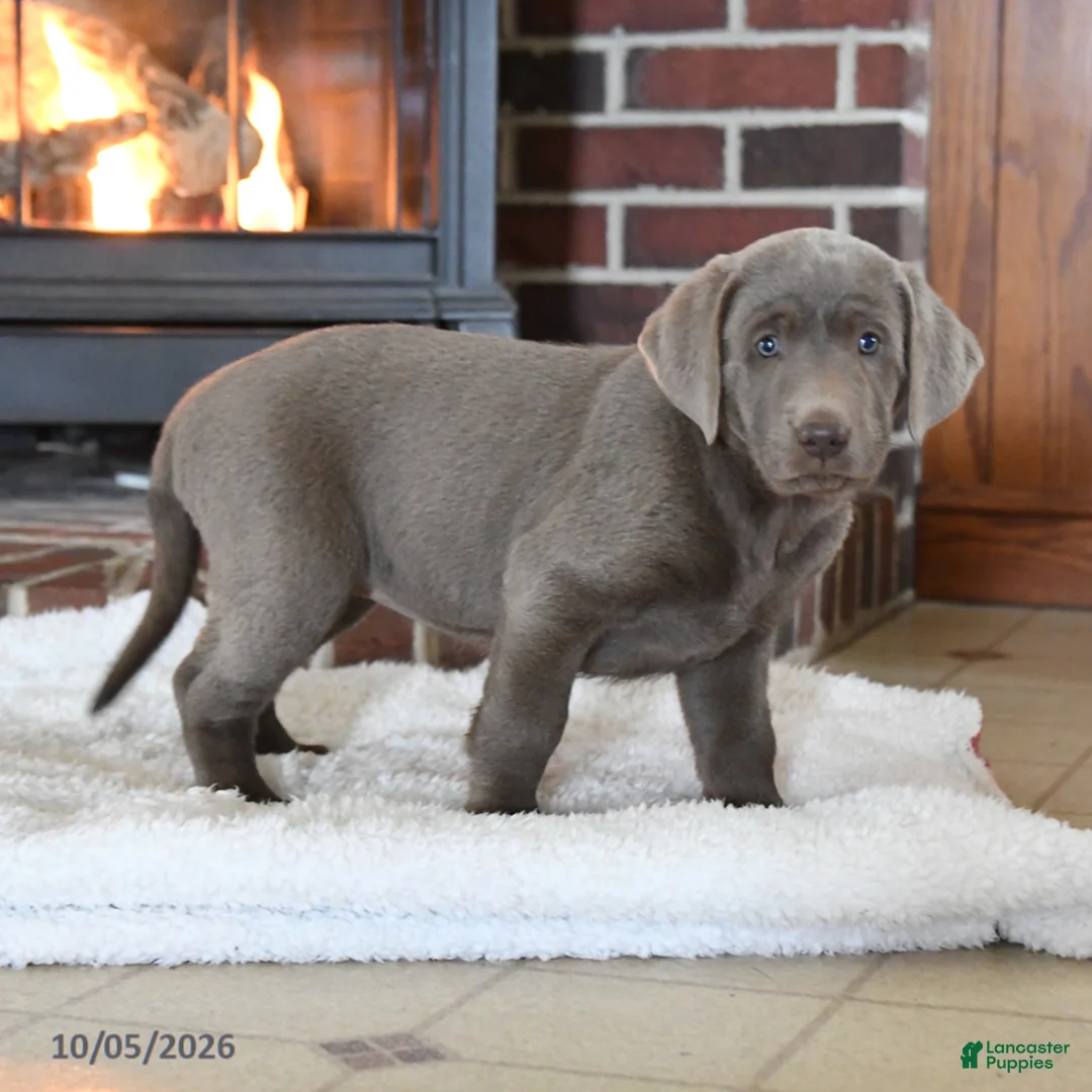 Labrador Retriever dogs for sale: Silver Belle - Ad 2