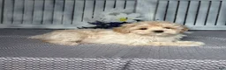 Maltipoo dogs for sale: Scottie - Ad 5