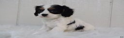 Cavalier King Charles Spaniel dogs for sale: Bella - Ad 5