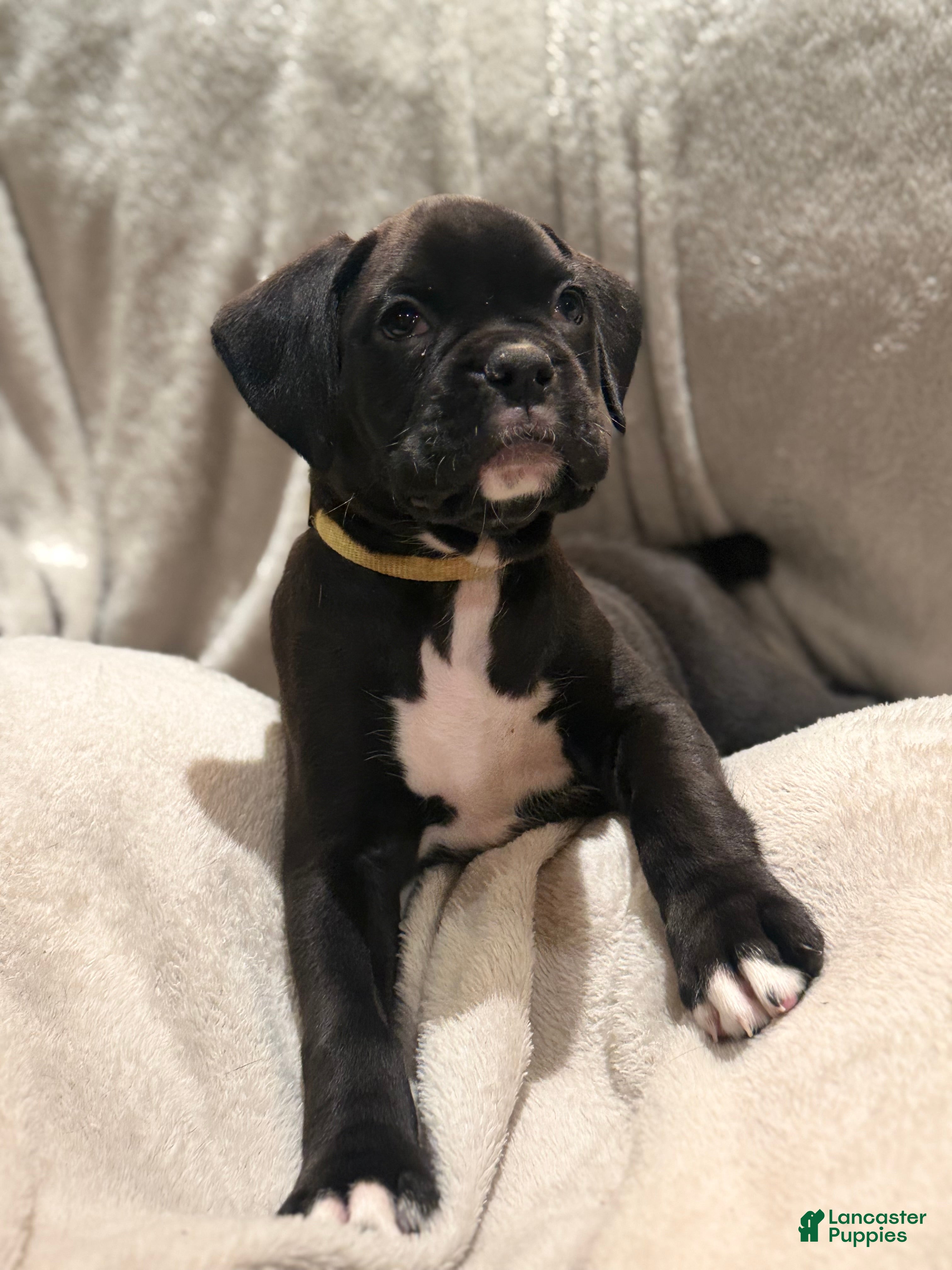 Boxer dogs Ruby - Ad 1