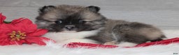 Pomeranian dogs for sale: Bryson - Ad 4