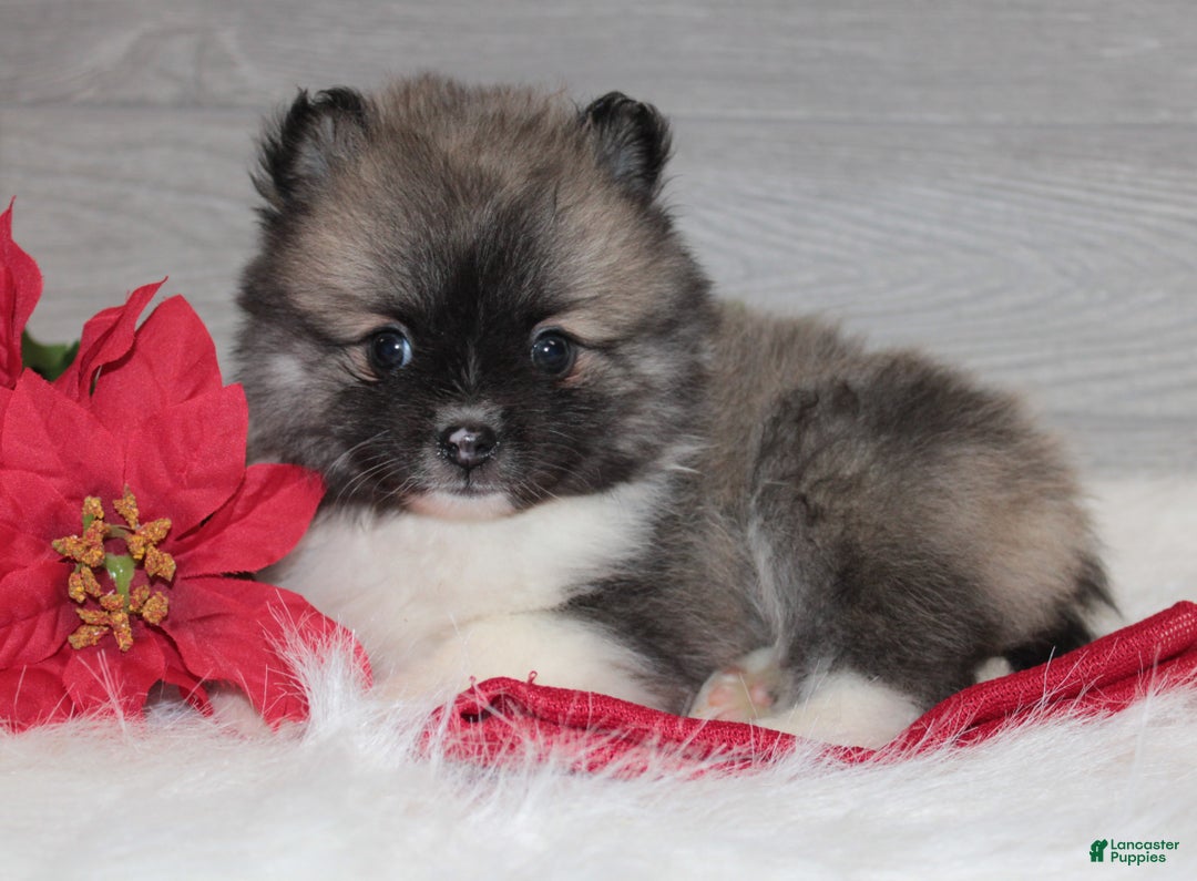 Pomeranian dogs for sale: Bryson - Ad 4