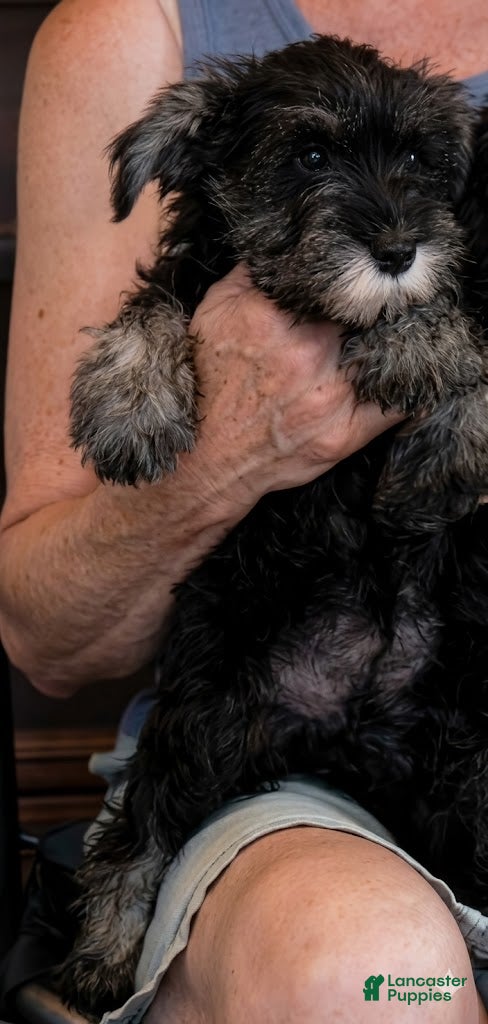 Schnauzer dogs Puppy 1 - Ad 3