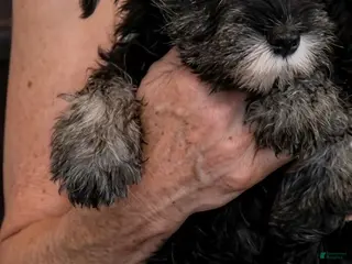 Schnauzer dogs Puppy 1 - Ad 3