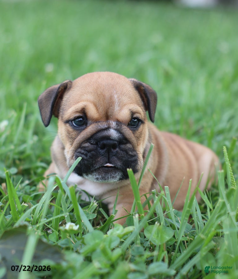 English Bulldog dogs Chuck - Ad 2