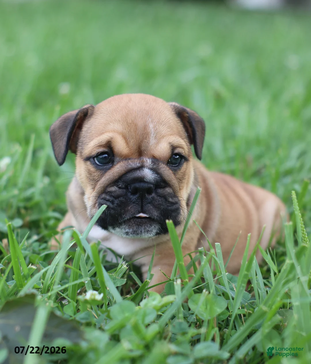 English Bulldog dogs for sale: Chuck - Ad 2