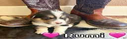 Welsh Corgi Pembroke dogs for sale: Rumi - Ad 3