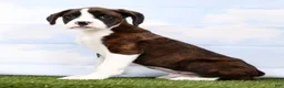 Boxer dogs for sale: Grover - Ad 1