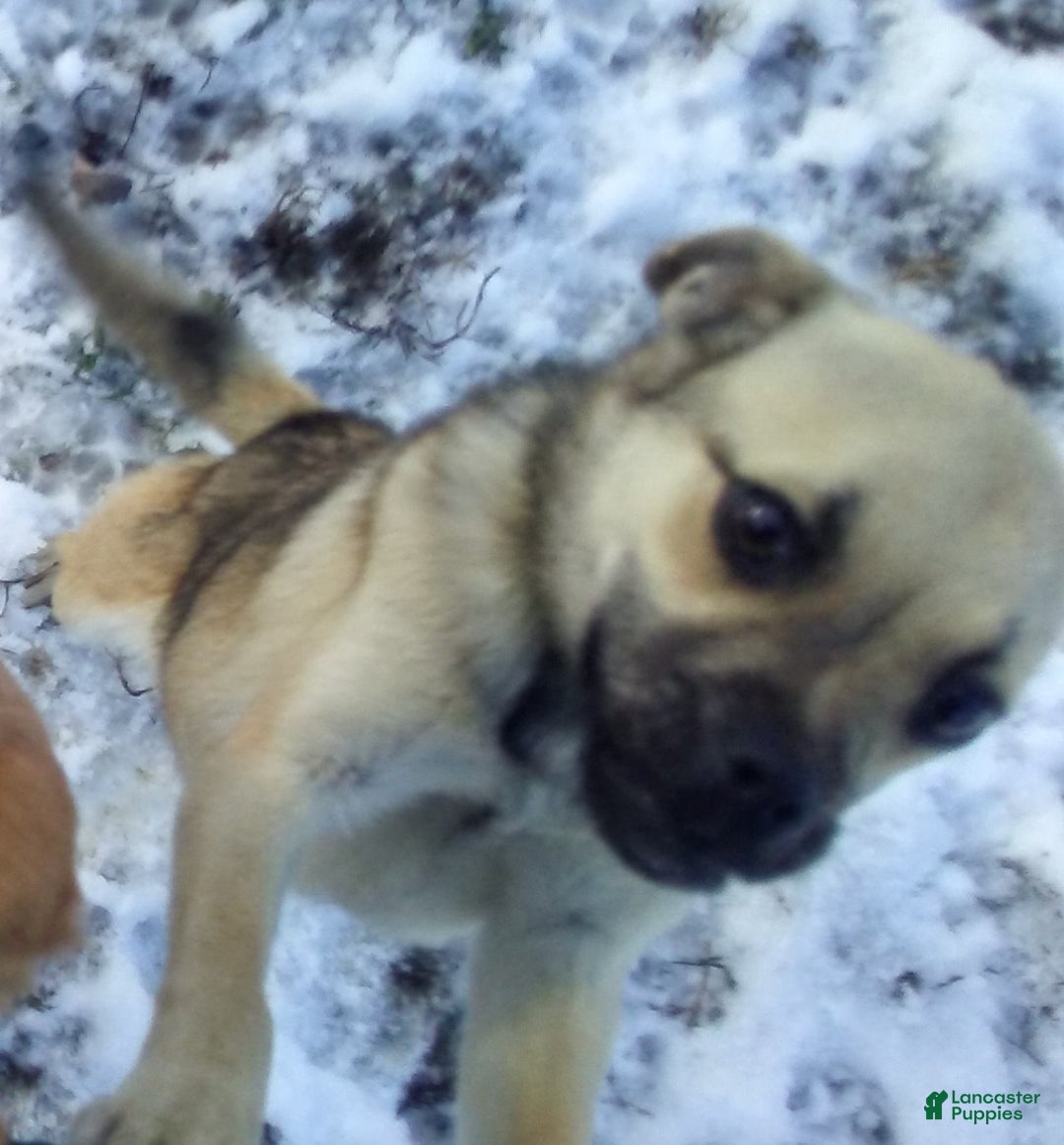 Mixed Breed dogs for sale: Fussy - Ad 5