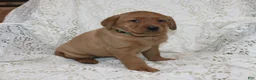 Labrador Retriever dogs for sale: River - Ad 3