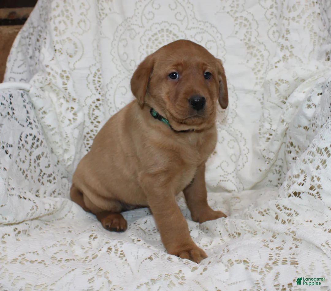 Labrador Retriever dogs for sale: River - Ad 3