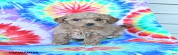 Mini Goldendoodle dogs for sale: Cherry - Ad 2