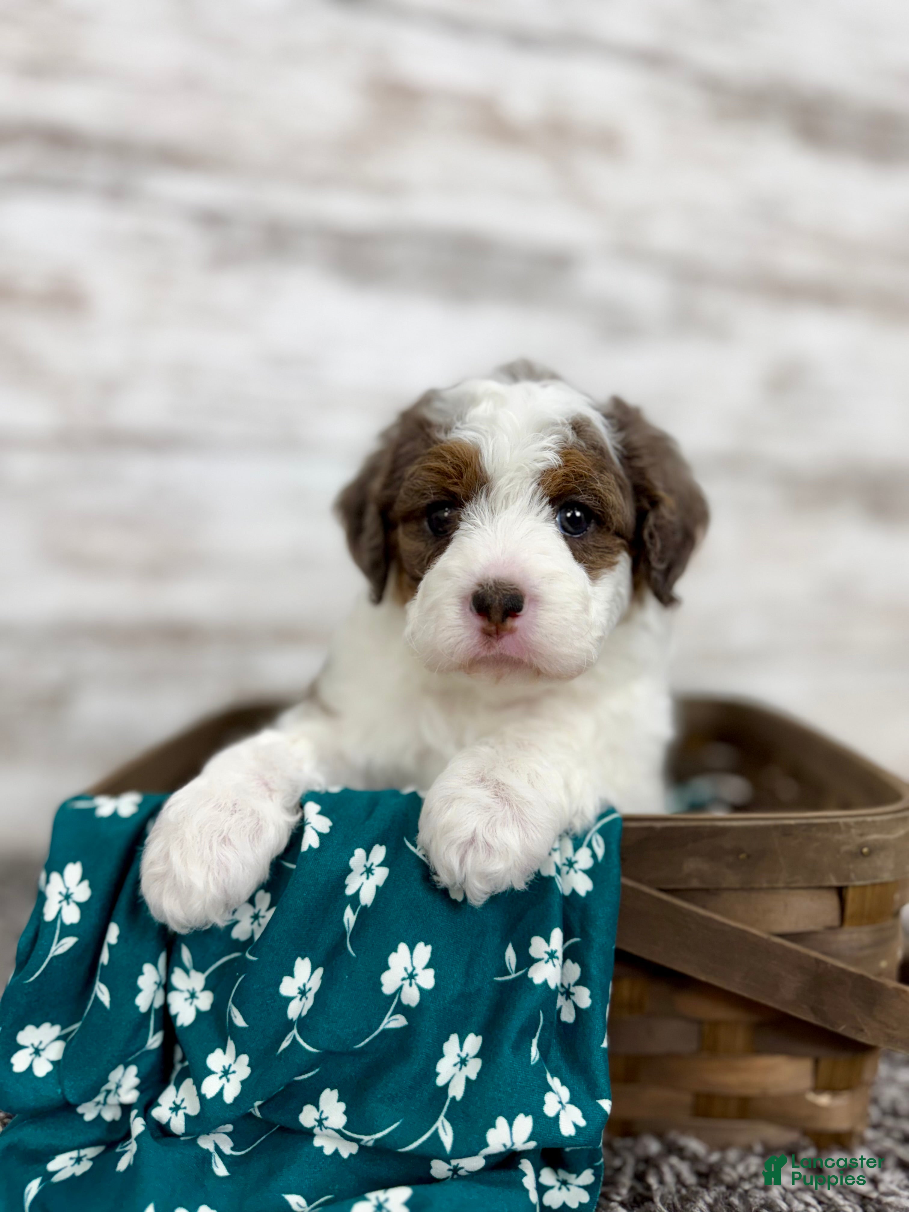 Mini Bernedoodle dogs Daisy - Ad 3