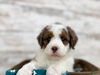 Mini Bernedoodle dogs Daisy - Ad 3