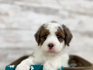 Mini Bernedoodle dogs Daisy - Ad 1