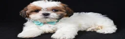 Shih Tzu dogs for sale: Tristan - Ad 2