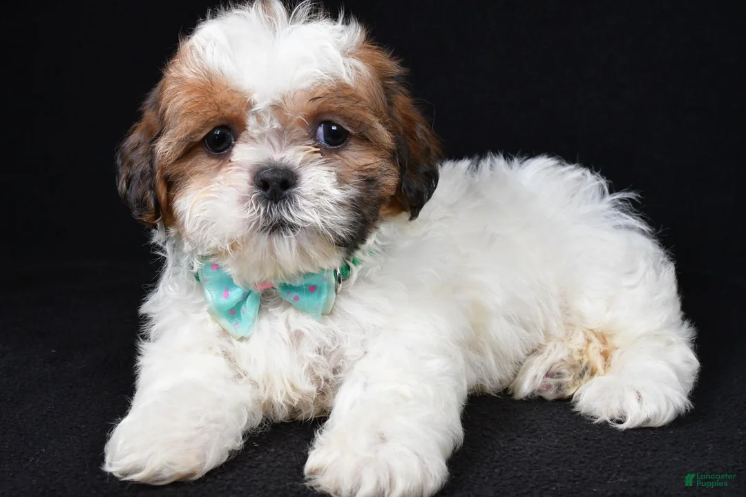 Shih Tzu dogs for sale: Tristan - Ad 2
