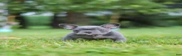 French Bulldog dogs for sale: Ollie - Ad 14